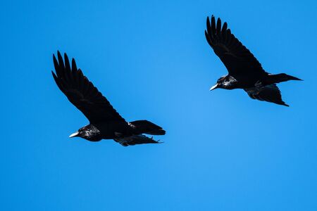 Two Common Ravens Flying in a Blue Skyの写真素材