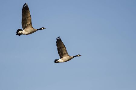 Pair of Canada Geese Flying in a Blue Skyの写真素材