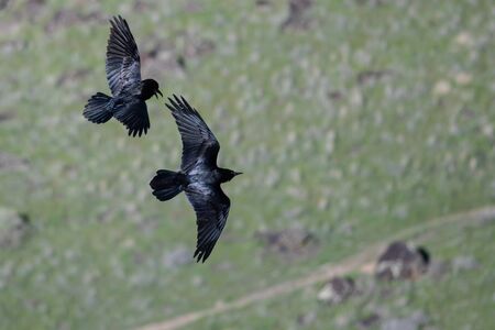 Two Common Black Ravens Flying Over the Canyon Floorの写真素材