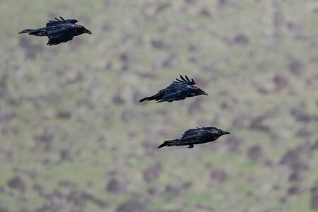 Three Common Black Ravens Flying Over the Canyon Floor