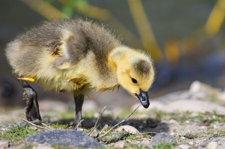 Newborn Gosling Learning to Search for Food