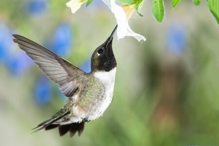 Black-Chinned Hummingbird Searching for Nectar Among the White Flowersの写真素材