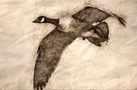 Sketch of a Close Look at a Canada Goose in Flightの写真素材