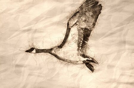 Sketch of a Canada Goose Taking to Flight from the River Waterの写真素材