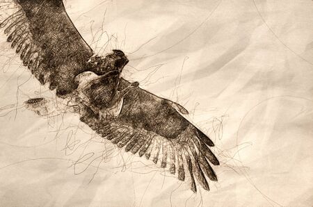 Sketch of a Rough-Legged Hawk on White Backgroundの写真素材