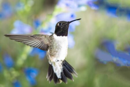 Black-Chinned Hummingbird Searching for Nectar Among the Blue Flowersの写真素材
