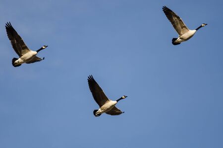 Three Canada Geese Flying in a Blue Skyの写真素材