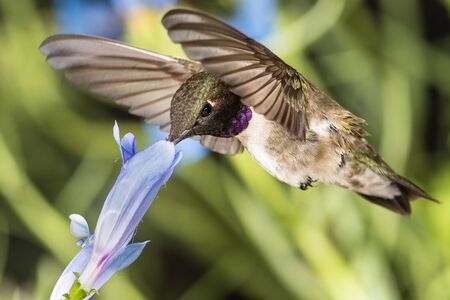 Black-Chinned Hummingbird Searching for Nectar Among the Blue Flowersの写真素材
