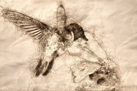 Sketch of Black-Chinned Hummingbird Searching for Nectar Among the Flowersの写真素材