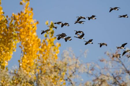 Flock of Canada Geese Flying Past a Golden Autumn Treeの写真素材