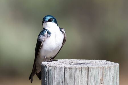Spunky Little Tree Swallow Making Direct Eye Contact While Perched atop a Weathered Woodenの写真素材