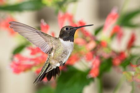 Black-Chinned Hummingbird Searching for Nectar Among the Red Flowersの写真素材