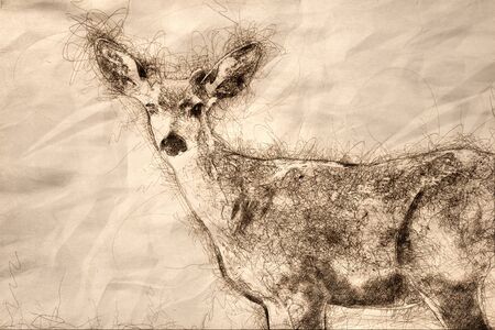 Sketch of a Curious Buck Deer Making Direct Eye Contactの写真素材