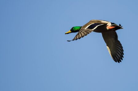 Mallard Duck Flying in a Blue Skyの写真素材