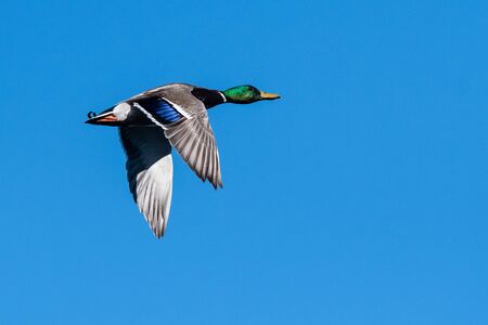 Mallard Duck Flying in a Blue Skyの写真素材