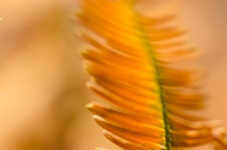 Nature Abstract: Golden Needles of the Dawn Redwood in Autumn