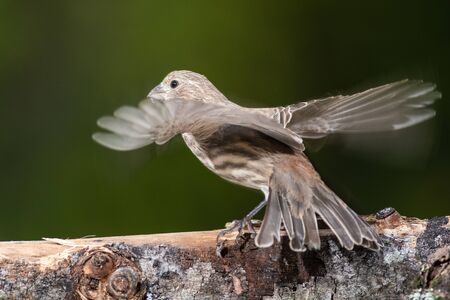 House Finch About to Take to Flight from Tree Branchの写真素材