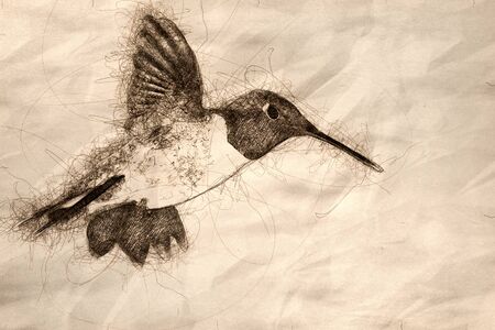 Sketch of a Black-Chinned Hummingbird Searching for Nectar Among the Red Flowersの写真素材