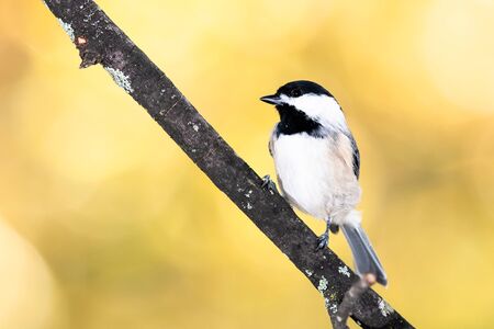 Carolina Chickadee Perched on an Autumn Branchの写真素材