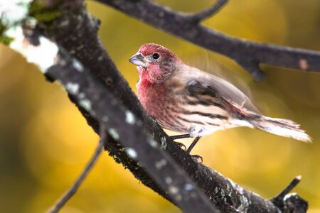 House Finch Perched on an Autumn Branchの写真素材