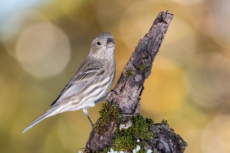 House Finch Perched on an Autumn Branchの写真素材
