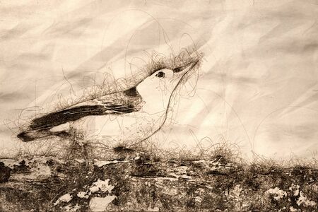 Sketch of a Profile of a White-Breasted Nuthatch Perched on a Weathered Tree Branchの写真素材