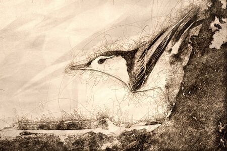 Sketch of a Profile of a White-Breasted Nuthatch Perched on a Weathered Tree Branchの写真素材