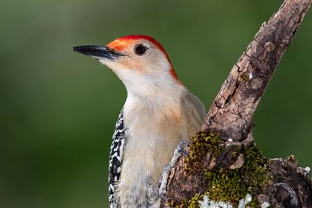 Red-bellied Woodpecker Perched on a Branch of a Treeの写真素材