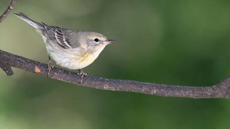 Little Pine Warbler Perched in the Slender Tree Branchesの写真素材