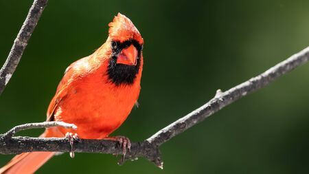 Alert Northern Cardinal Perched in a Treeの写真素材