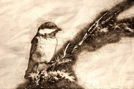 Sketch of a Black-Capped Chickadee Against A Blue Backgroundの写真素材