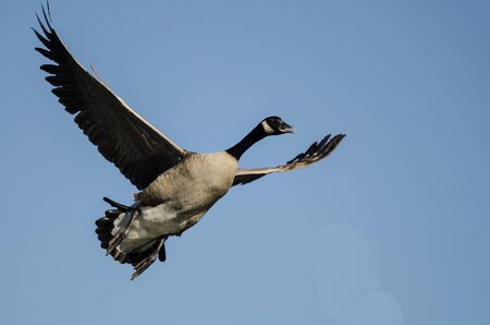 Lone Canada Goose Flying in a Blue Skyの写真素材