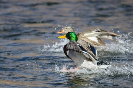 Pair of Mallard Ducks Landing on the Blue Water