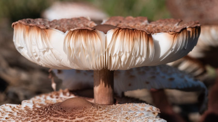 Nature Abstract: Close Look at Gills of a Parasol Mushroomの写真素材