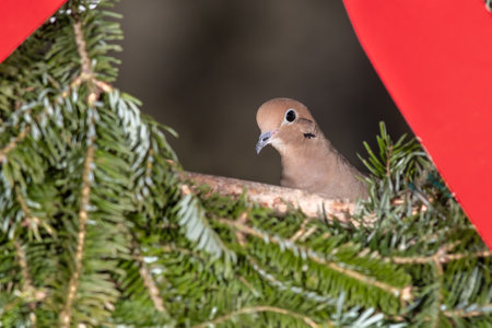 Mourning Dove Playing with a Merry Christmas Wreathの写真素材