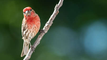 House Finch Perched on a Tree Branch