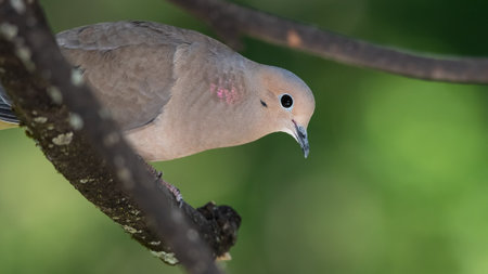 Profile of Mourning Dove Perched on a Tree Branchの写真素材