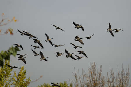 Flock of Canada Geese Flying Over The Autumn Marsh