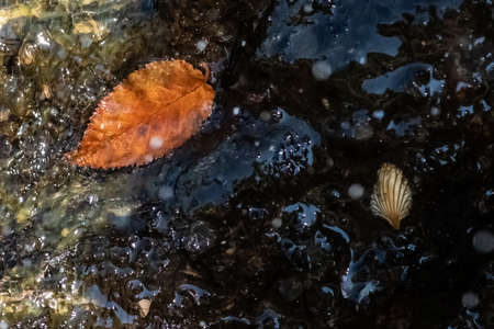 Nature Abstract; Fallen Autumn Debris Captured in the Pool of Waterの写真素材