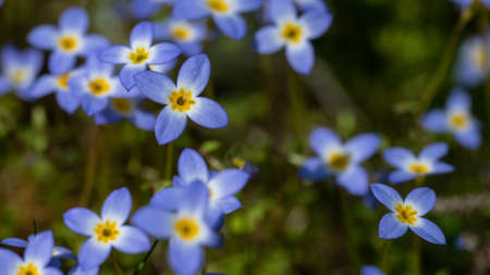 Beautiful Patch of Bluets Blooming Along the Blue Ridge Parkwayの写真素材