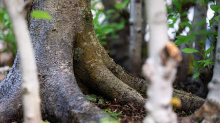 Privileged View Deep into the Hidden Bonsai Forestの写真素材