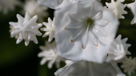 Mountain Laurel Blooming in the Appalachian Spring