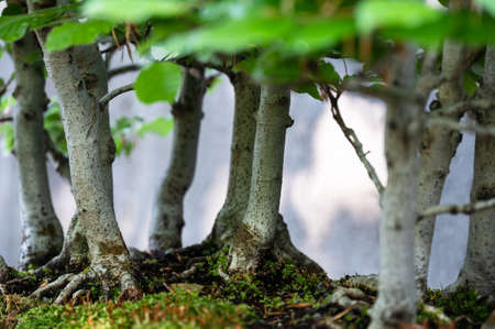 Privileged View Deep into the Hidden Bonsai Forestの写真素材
