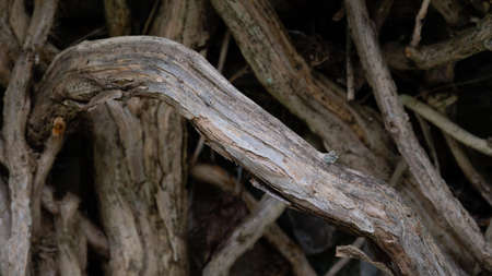 Nature abstract: Gnarled Weathered Ancient Vines Climbing the Hidden Stone Wall
