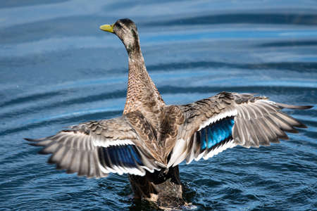 Mallard Duck Resting on the Cool Water with Wings Outstretched