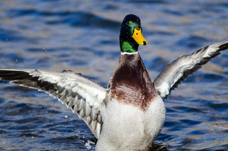 Mallard Duck Stretching Its Wings While Resting on the Waterの写真素材