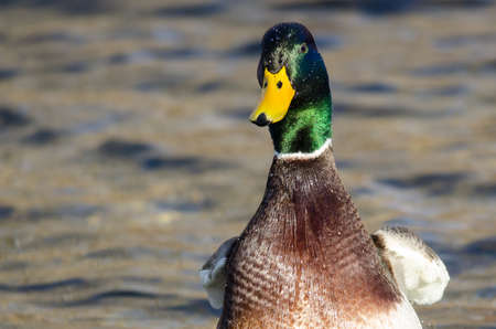 Mallard Duck Resting in the Quiet Blue Waterの写真素材