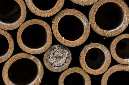 Nature Abstract: Close Look at a Collection of Bee Tubes