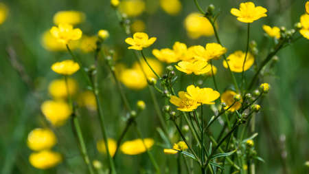 Field of Yellow Buttercups Blossoming Happily Amid the Cool Green Grass
