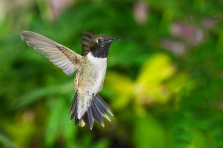 Black-Chinned Hummingbird Searching for Nectar in the Green Gardenの写真素材